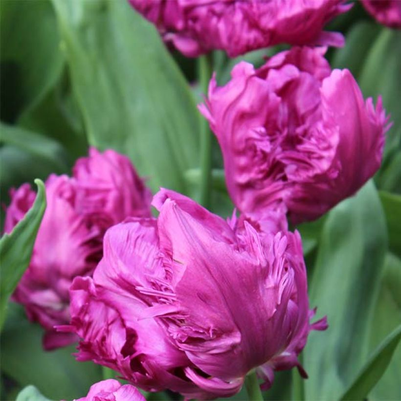 Tulp Perroquet Parrot Prince (Bloei)