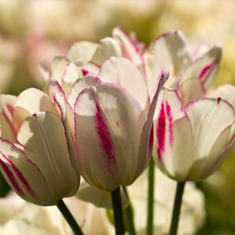 Tulipa Candy Club - Meerbloemige tulp (Bloei)
