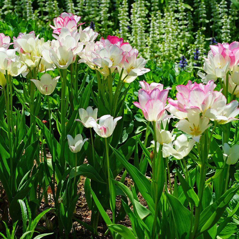 Tulipa Candy Club - Meerbloemige tulp (Groeiplaats)