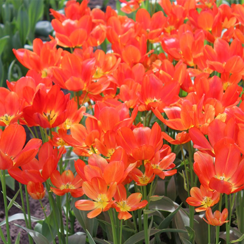 Tulipa Orange Bouquet - Meerbloemige tulp (Bloei)