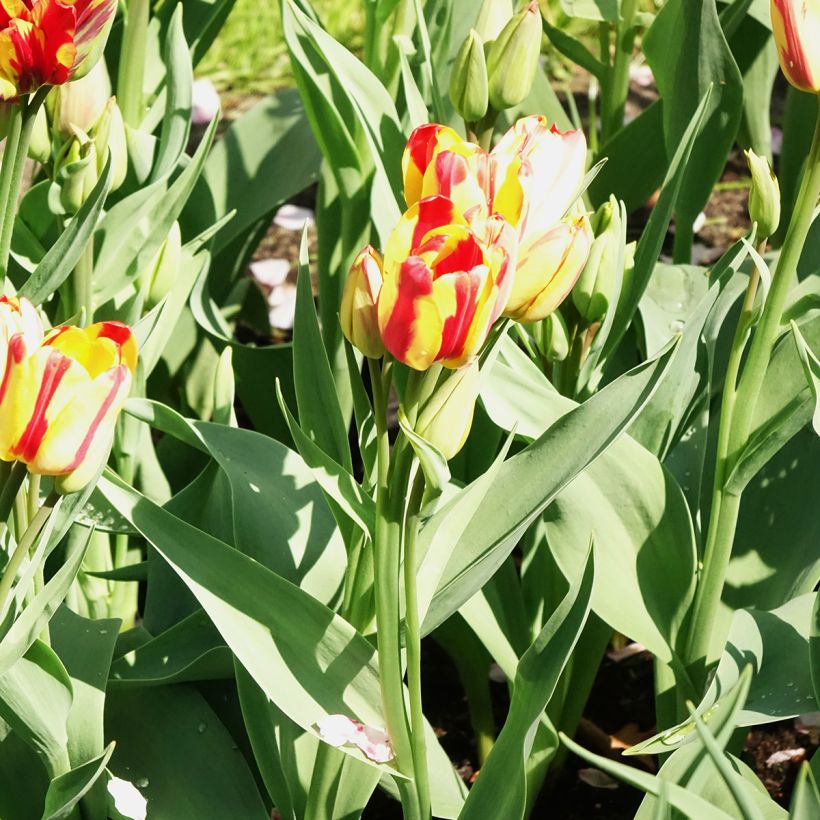 Tulipa Sunshine Club - Meerbloemige tulp (Bloei)
