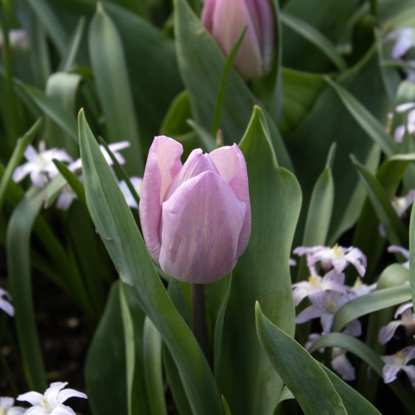 Tulipa Candy Prince - Vroegbloeiende enkele tulp (Bloei)