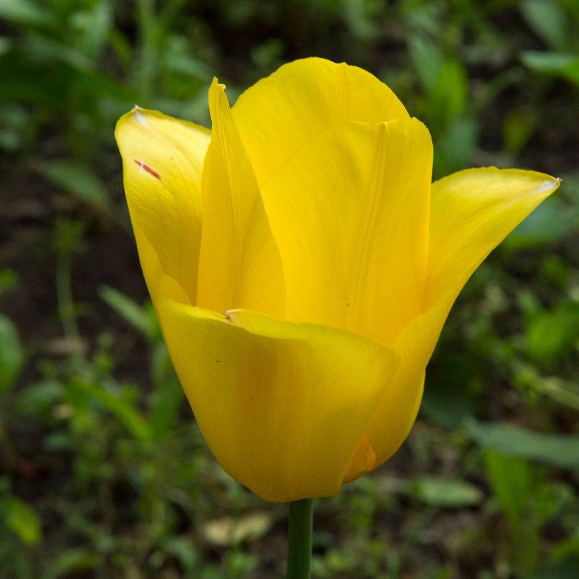 Tulipa Big Smile - Laatbloeiende enkele tulp (Bloei)