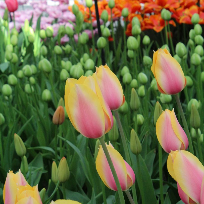Tulipa Blushing Lady - Enkele late tulp (Bloei)
