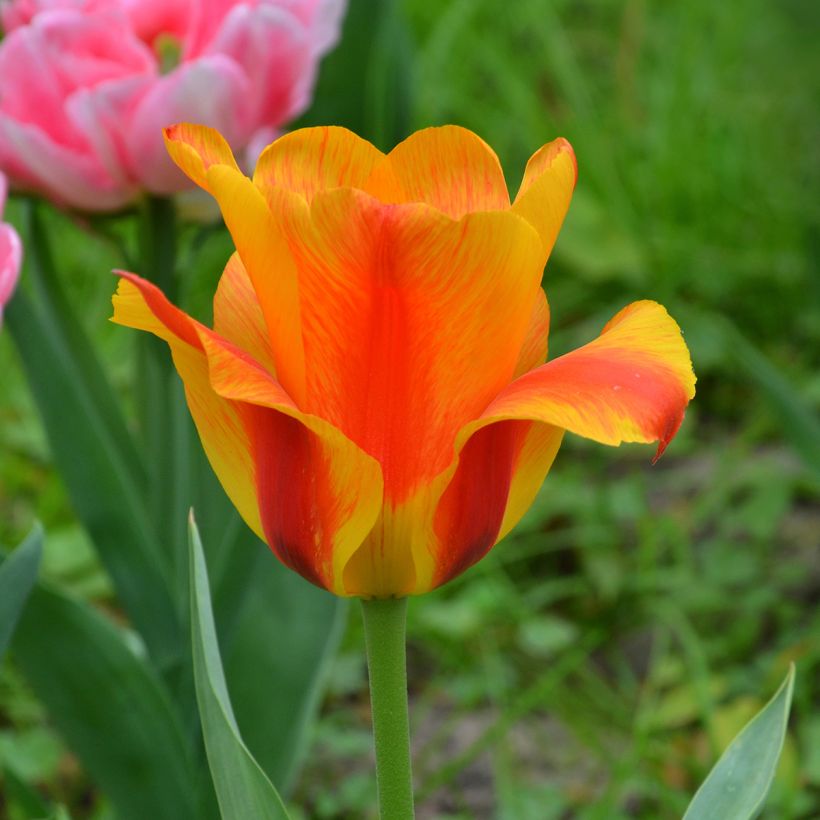 Tulipa El Niño - Enkele late tulp (Bloei)