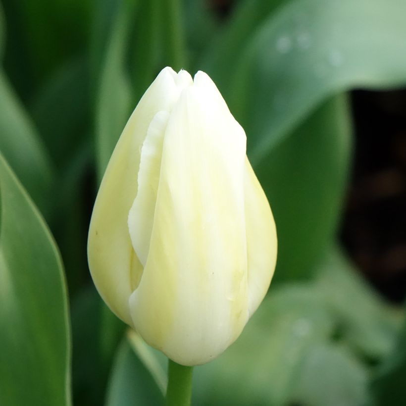Tulipa Maureen - Laatbloeiende enkele tulp (Bloei)