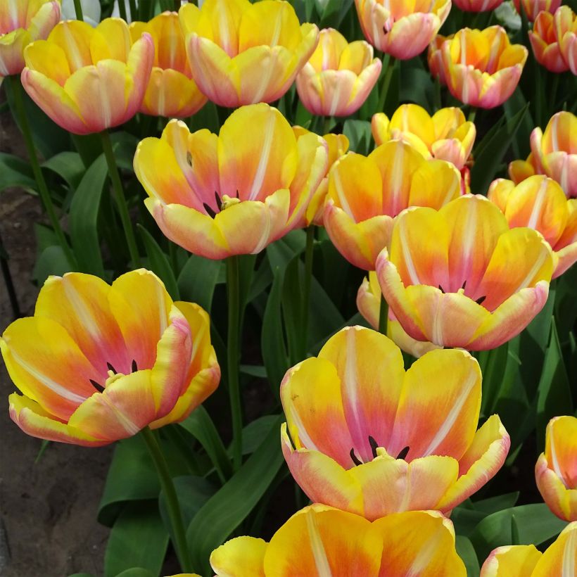 Tulipa Yellow Jumbo Beauty - Enkele late tulp (Bloei)