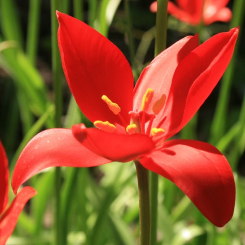 Tulipa sprengeri  - Botanische tulp (Bloei)