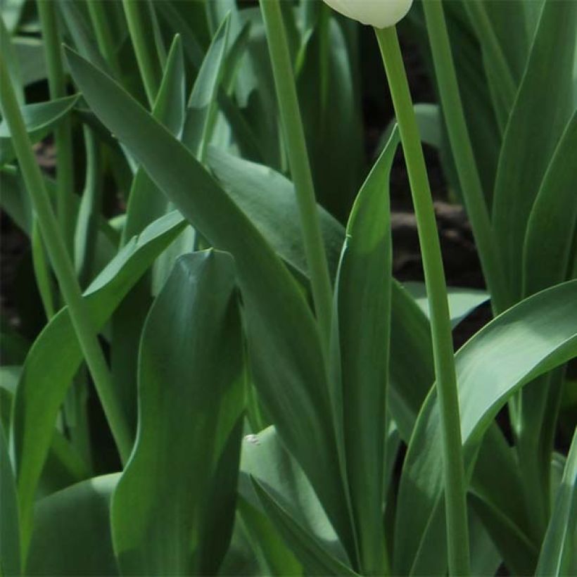 Tulipa Triumph Innuendo - Triumphtulp (Blad)
