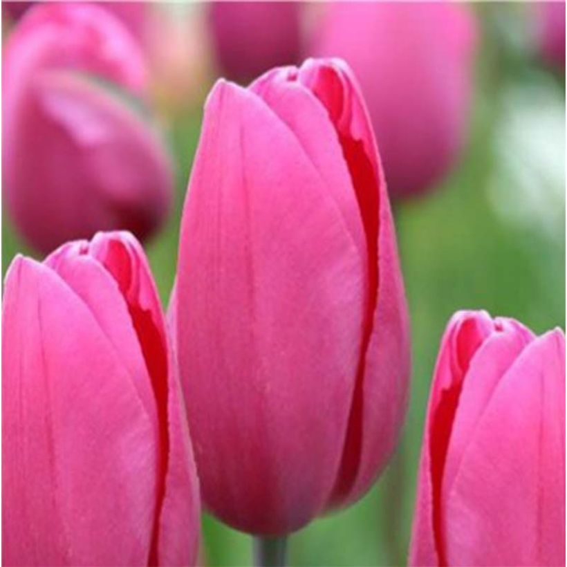 Tulipe Triumph Pink Proud - Triumphtulp (Bloei)