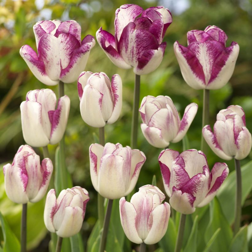 Tulipa Triumph Shiun - Triumphtulp (Bloei)
