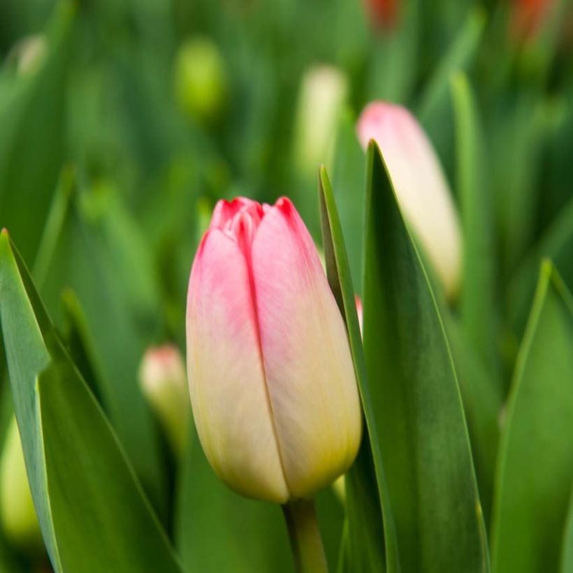 Tulipa Triumph Supermodel - Triumphtulp (Bloei)