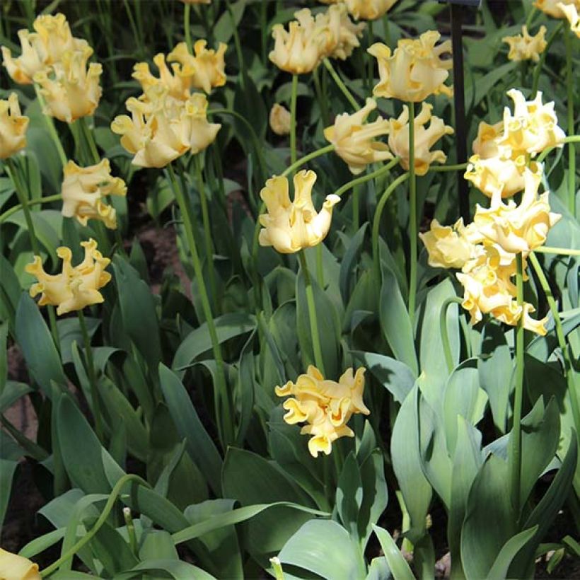 Tulipe Triumph Yellow Crown - Triumph-tulp (Groeiplaats)