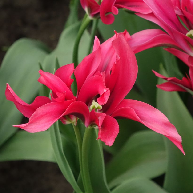 Tulipa viridiflora Doll's Minuet - Viridiflora tulp (Bloei)