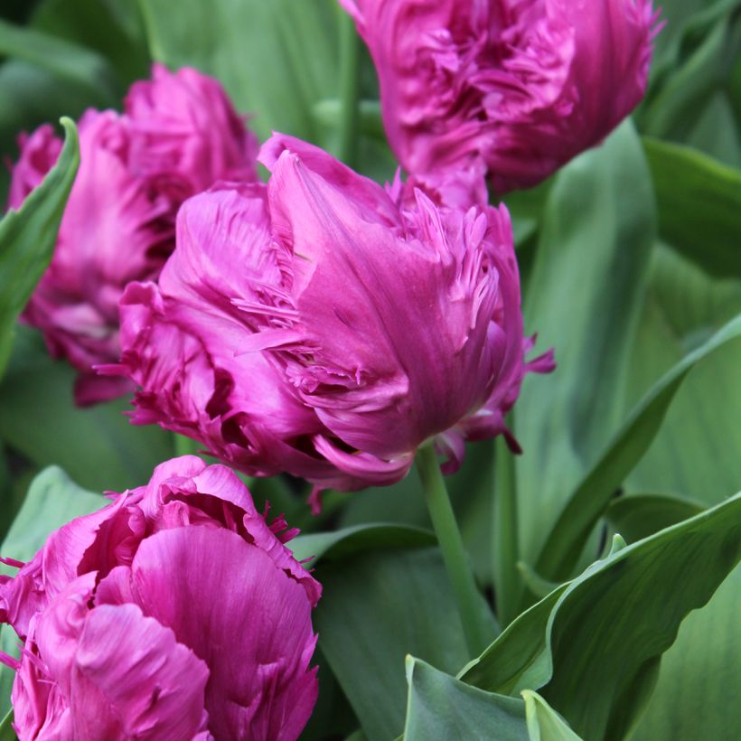 Tulipe Perroquet Parrot Prince (Bloei)