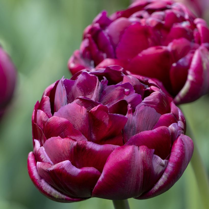 Dubbele late tulpen Mix (Bloei)