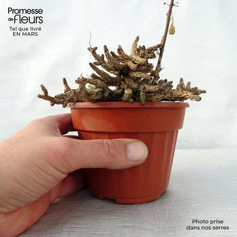 Exemplaar van Tylecodon bucholzianus - Tylecodon Pot van 12 cm / 13 cm zoals geleverd in de lente