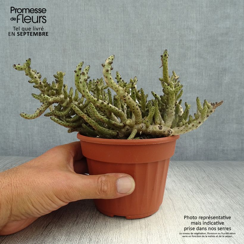 Exemplaar van Tylecodon bucholzianus - Tylecodon Pot van 12 cm / 13 cm zoals geleverd in de herfst