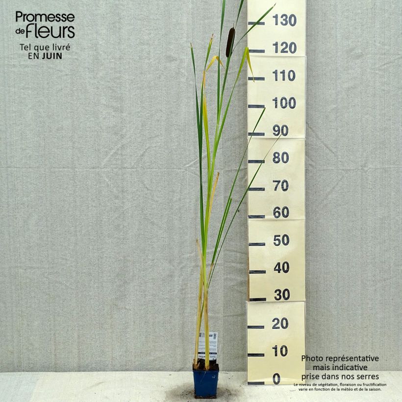 Exemplaar van Typha angustifolia - Kleine lisdodde Kweekpotje van 8/9 cm zoals geleverd in de zomer