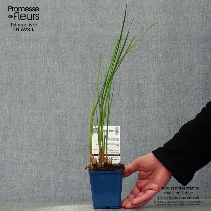 Exemplaar van Typha angustifolia - Kleine lisdodde Kweekpotje van 8/9 cm zoals geleverd in de lente
