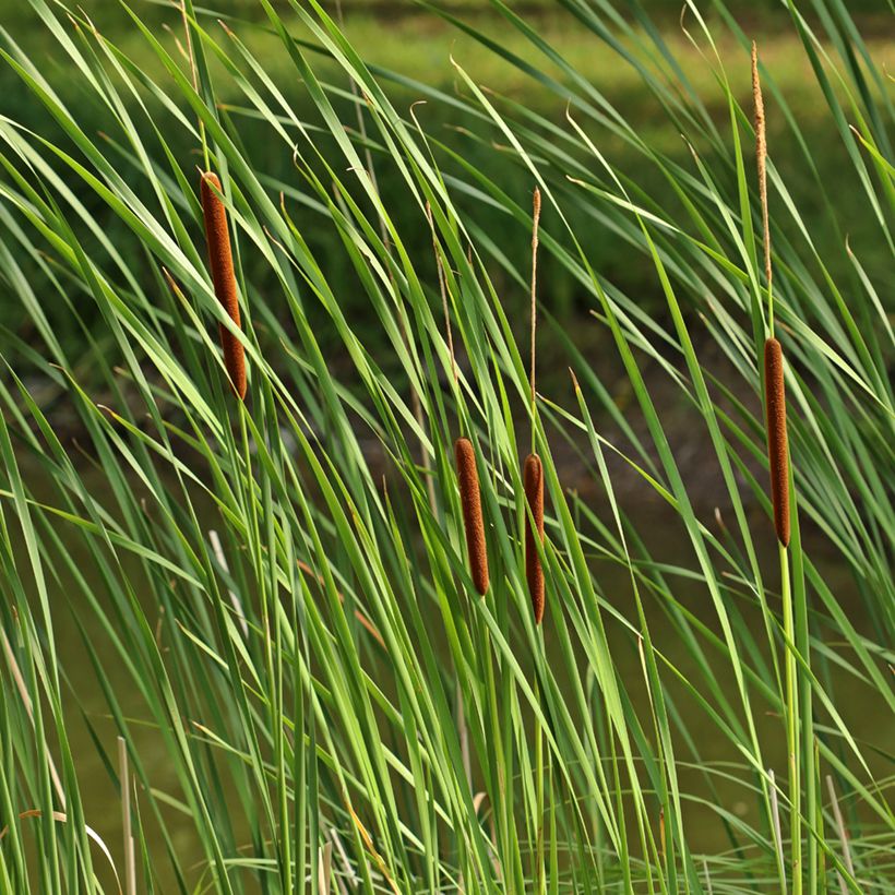 Typha angustifolia - Kleine lisdodde (Blad)