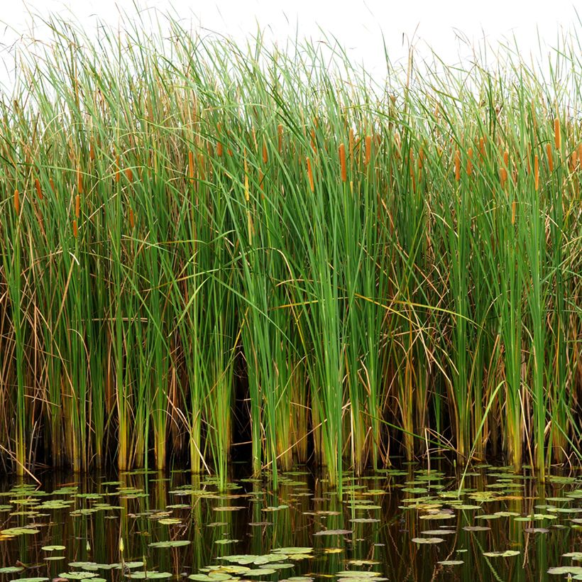 Typha angustifolia - Kleine lisdodde (Groeiplaats)
