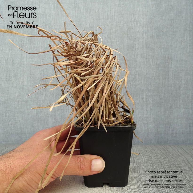 Exemplaar van Typha latifolia - Grote lisdodde Kweekpotje van 8/9 cm zoals geleverd in de herfst