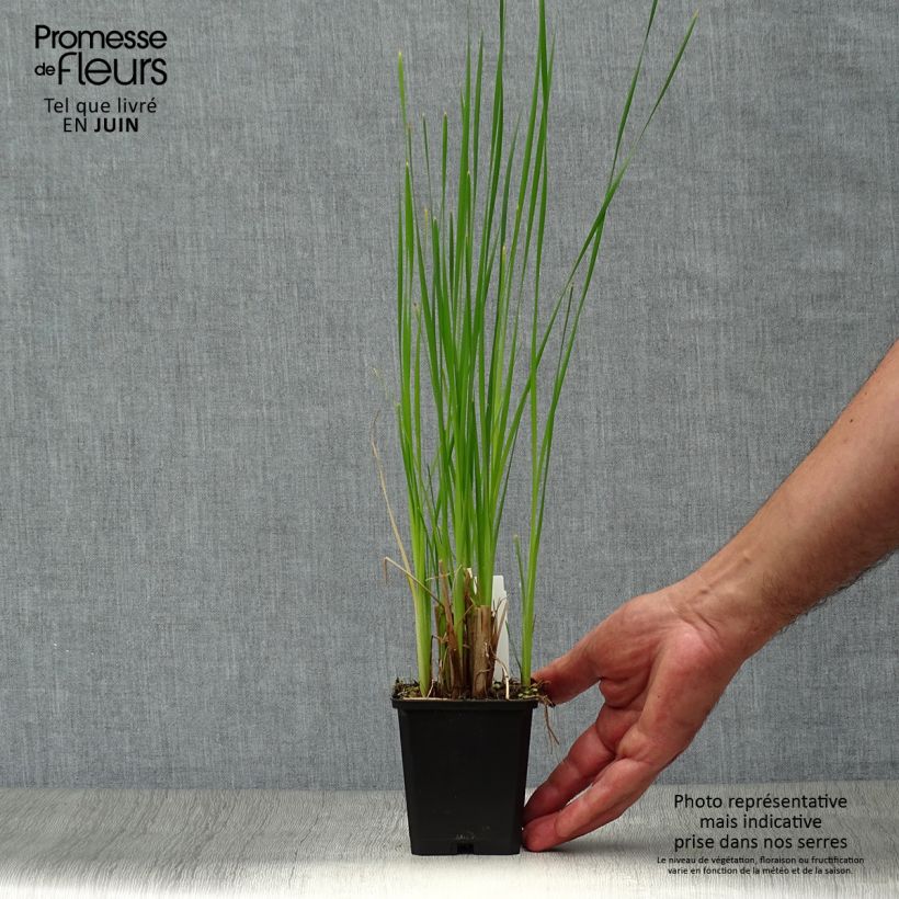 Exemplaar van Typha latifolia - Grote lisdodde Kweekpotje van 8/9 cm zoals geleverd in de zomer