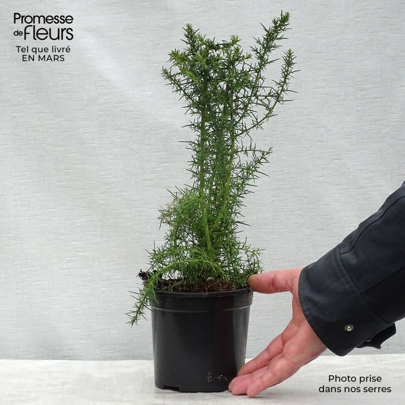 Exemplaar van Ulex europaeus - Gaspeldoorn Pot van 1 l/1,5 l zoals geleverd in de lente