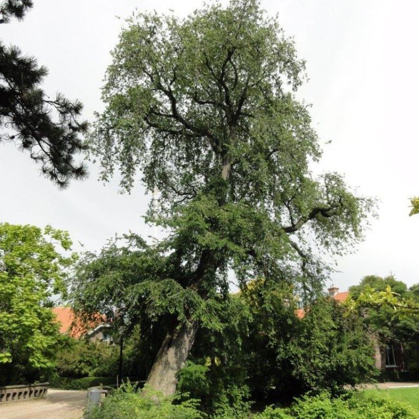Ulmus carpinifolia Pendula - Gladbladige iep (Groeiplaats)