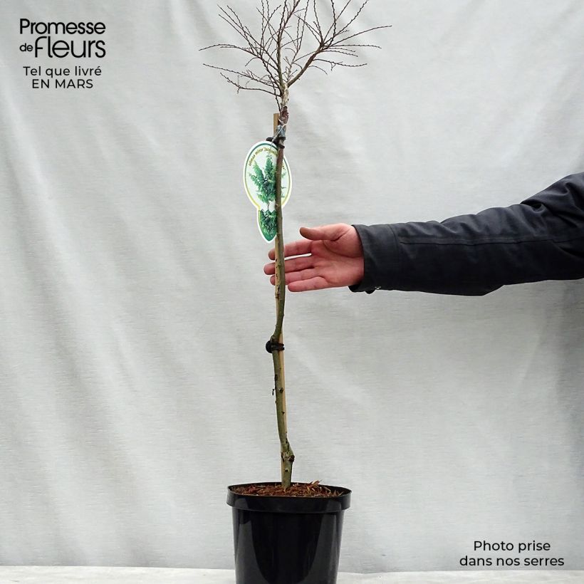 Example of Ulmus hollandica Jacqueline Hillier - Hollandse iep Pot van 4 l/5 l, Stengel as you get in printemps