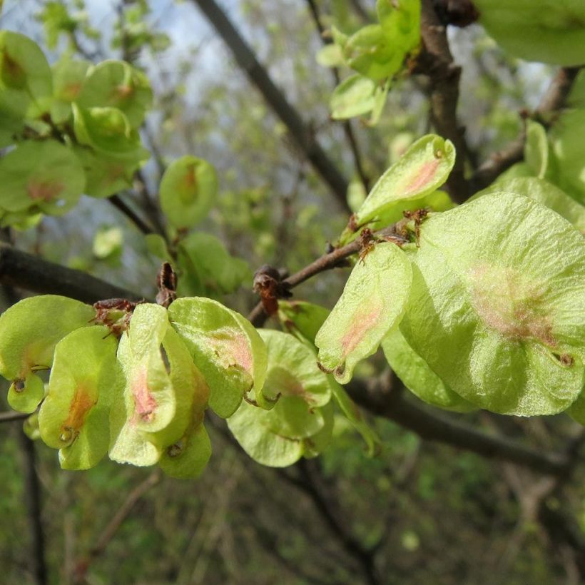 Ulmus minor - Gladde iep (Oogst)