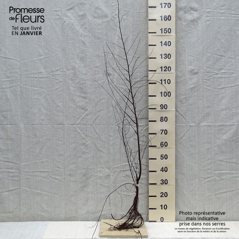 Exemplaar van Ulmus minor - Gladde iep Naakte wortel zoals geleverd in de winter