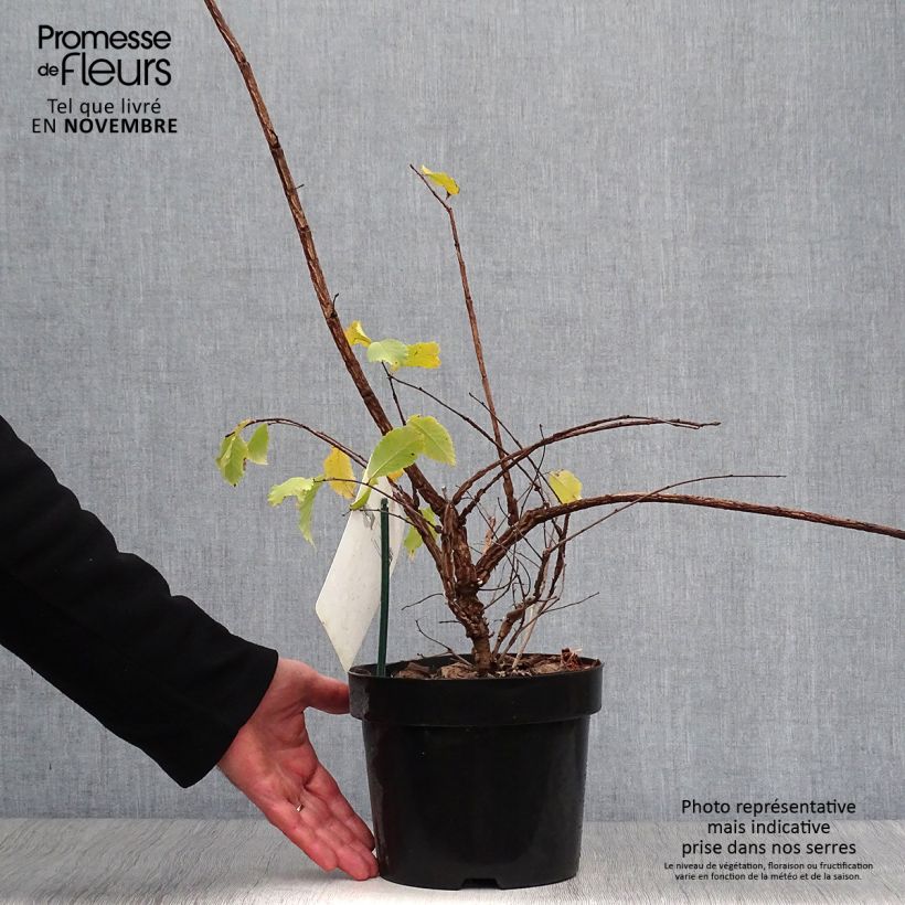 Exemplaar van Ulmus minor suberosa - Gladde iep Pot van 3 l/4 l zoals geleverd in de herfst
