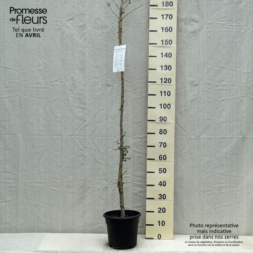 Exemplaar van Ulmus pumila - Siberische iep Pot van 7,5 l/10 l zoals geleverd in de lente
