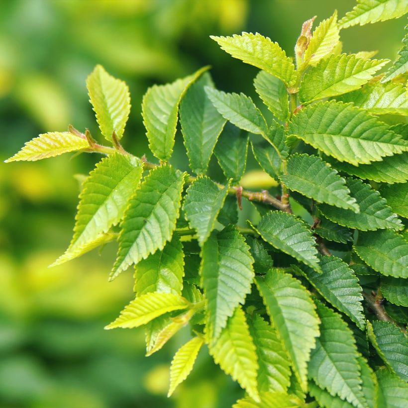 Ulmus pumila - Siberische iep (Blad)