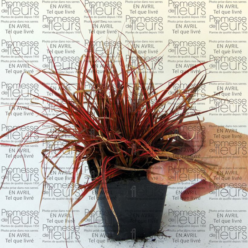 Voorbeeld van een exemplaar van Uncinia Belindas Find - Rode zegge Kweekpotje van 8/9 cm zoals geleverd