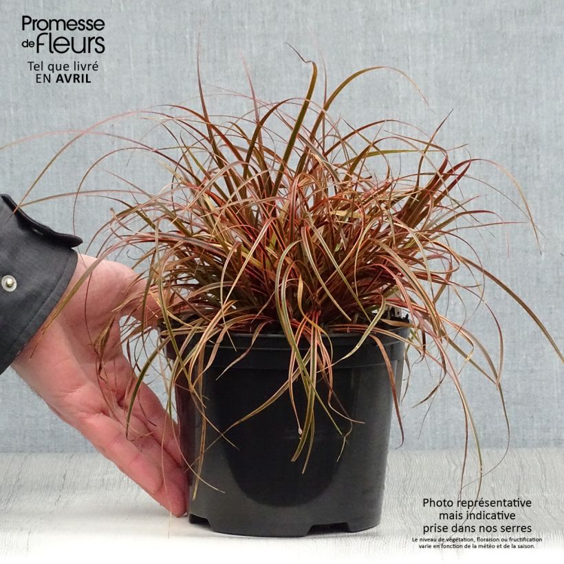 Exemplaar van Uncinia rubra Everflame - Rode zegge Pot van 2 l/3 l zoals geleverd in de lente