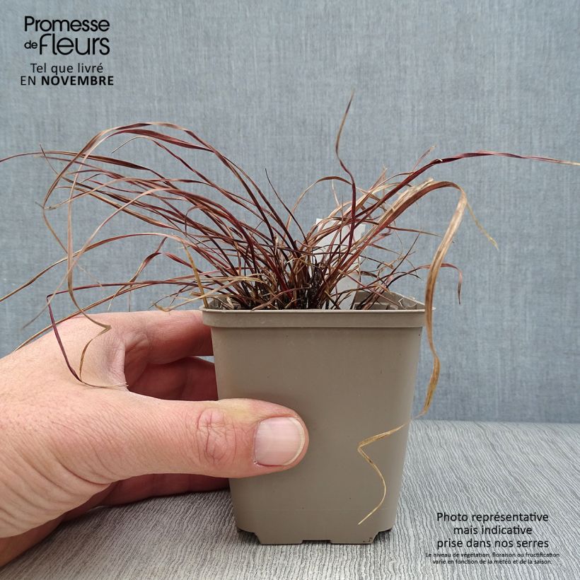 Exemplaar van Uncinia rubra Everflame - Rode zegge Kweekpotje van 8/9 cm zoals geleverd in de herfst