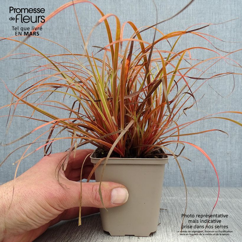 Exemplaar van Uncinia rubra Everflame - Rode zegge Kweekpotje van 8/9 cm zoals geleverd in de lente