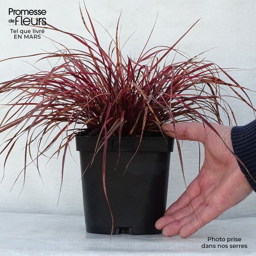 Example of Uncinia rubra - Rode zegge Pot van 2 l/3 l as you get in printemps