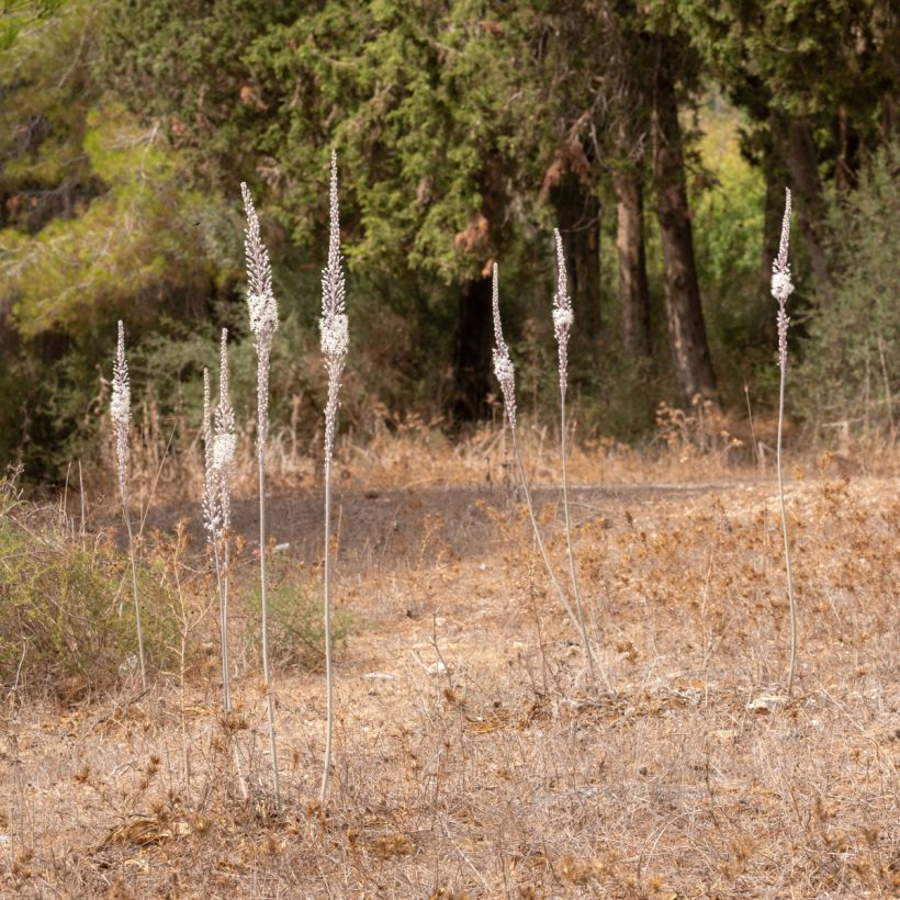 Urginea maritima - Scille de mer (Groeiplaats)