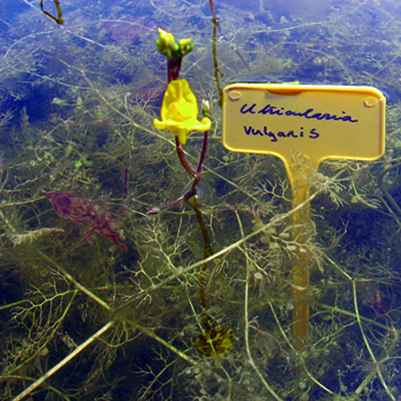 Utricularia vulgaris - Groot blaasjeskruid (Plant habit)