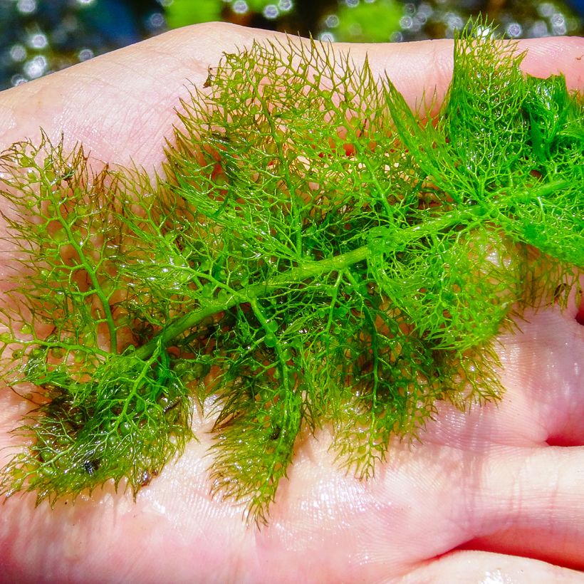 Utricularia vulgaris - Groot blaasjeskruid (Foliage)