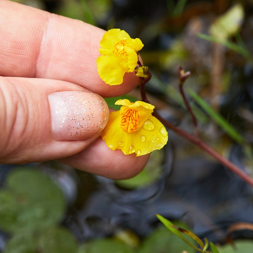 Utricularia vulgaris - Groot blaasjeskruid (Flowering)