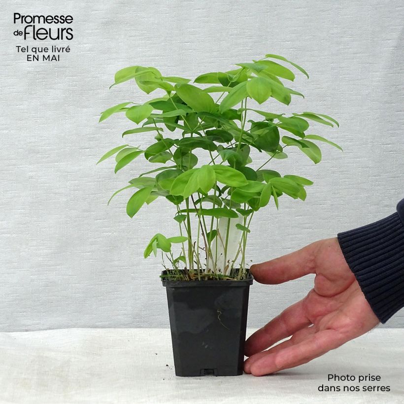 Exemplaar van Uvularia grandiflora - Feestklokje Kweekpotje van 8/9 cm zoals geleverd in de lente