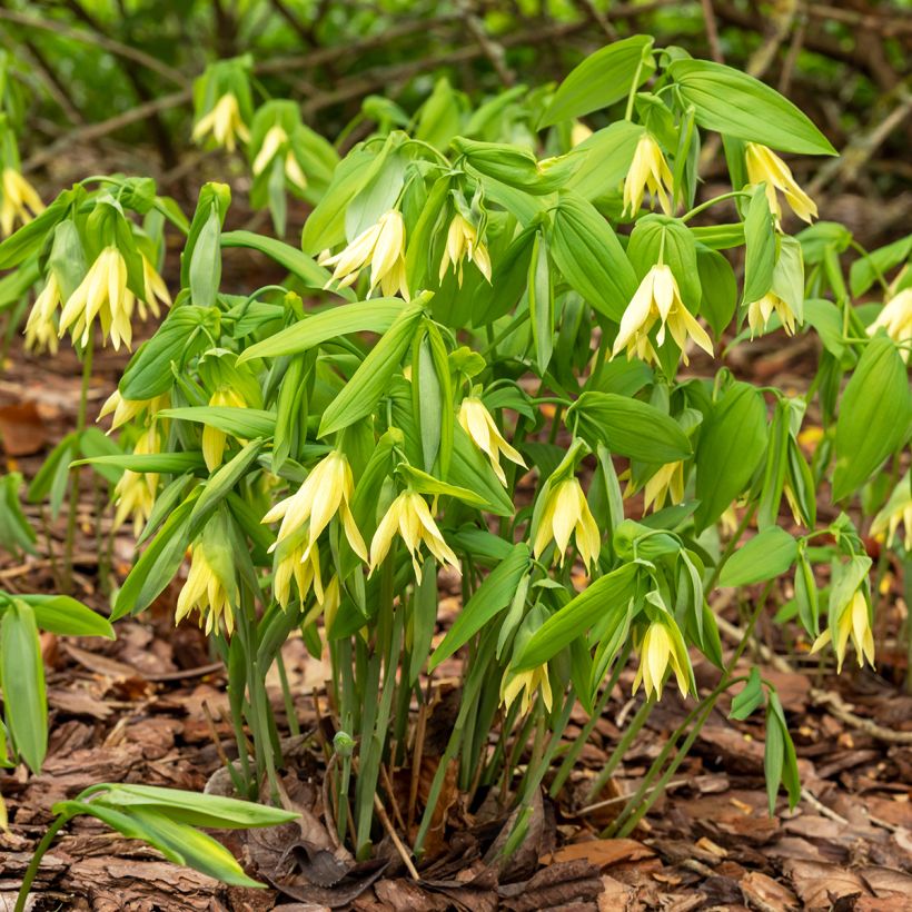 Uvularia grandiflora - Feestklokje (Groeiplaats)