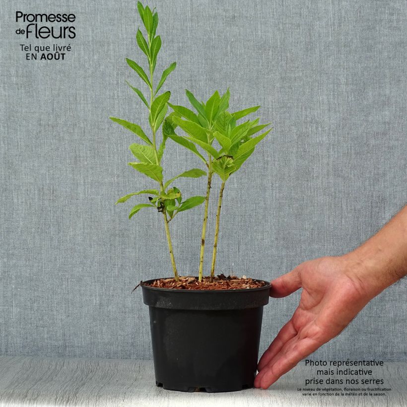 Exemplaar van Vernonia noveboracensis White Lightning - IJzerkruid Pot van 2 l/3 l zoals geleverd in de zomer
