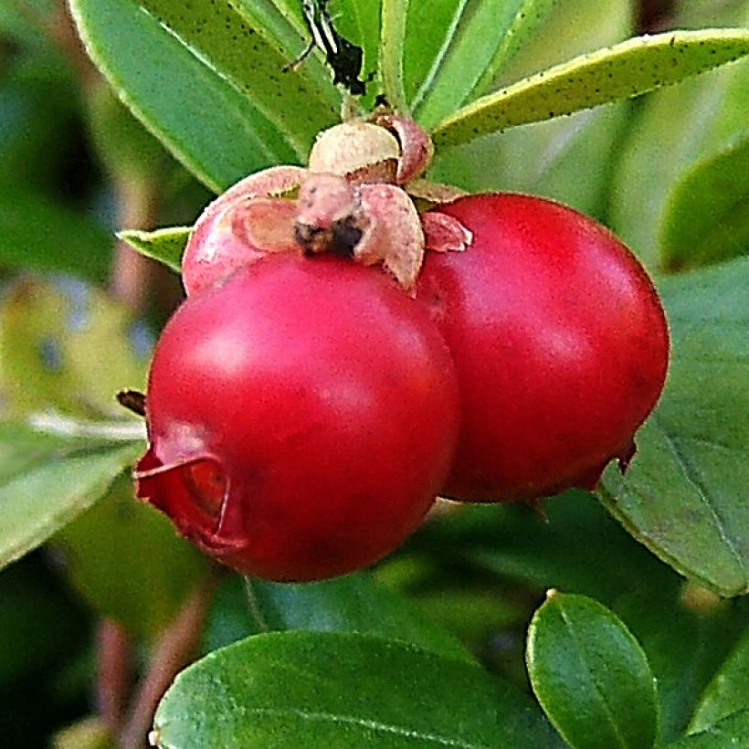 Cranberry (Oogst)