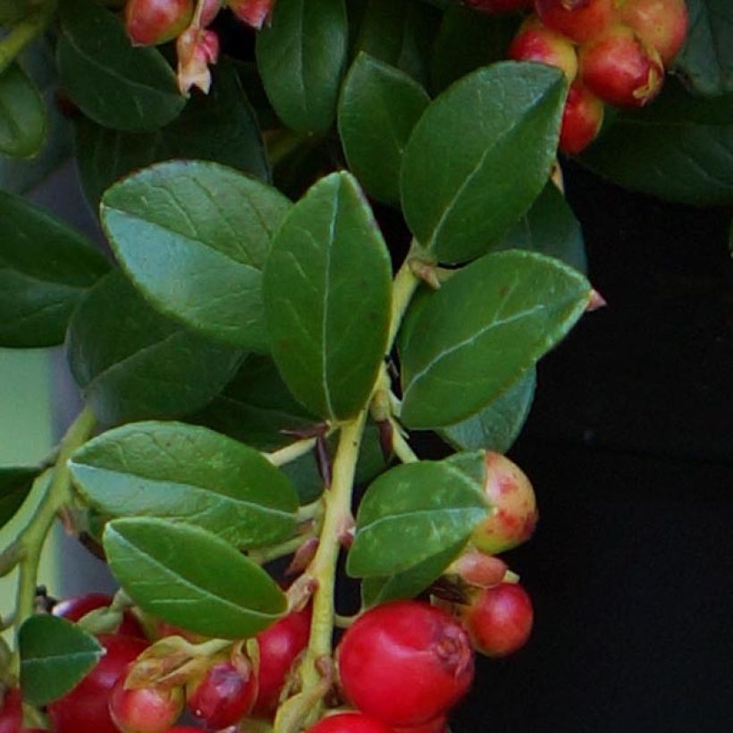 Rode bosbes Fireballs - Vaccinium vitis-idaea (Blad)